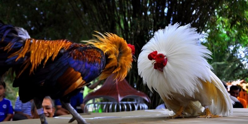 Bỏ túi bí quyết cược đá gà trực tiếp Thomo tại Dabet