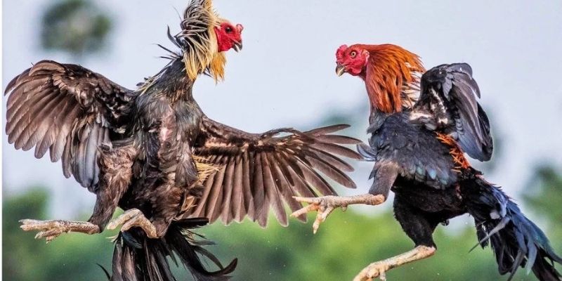 Tìm hiểu thông tin về loại hình đá gà trực tiếp Thomo